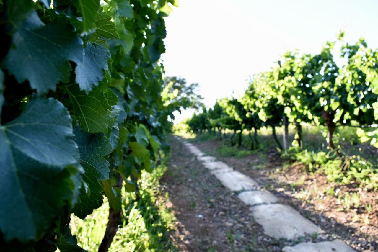 Arendsig Wine Estate & Cottages 邦尼韦尔 外观 照片